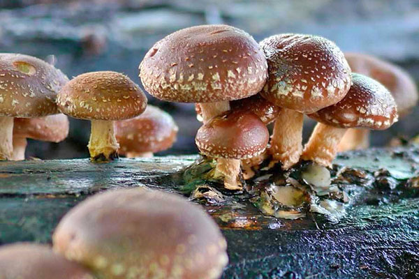 китайские грибы шиитаке