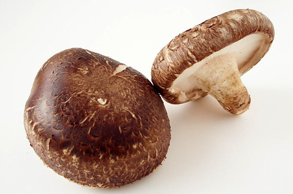 древесный пластинчатый гриб шиитаке