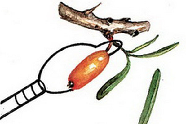 眼镜蛇采摘浆果