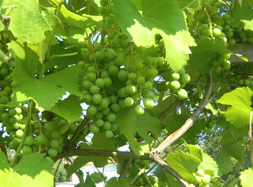 Očistite grmovje grozdja