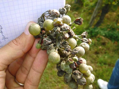 Skupek grozdja, ki ga je prizadel oidij