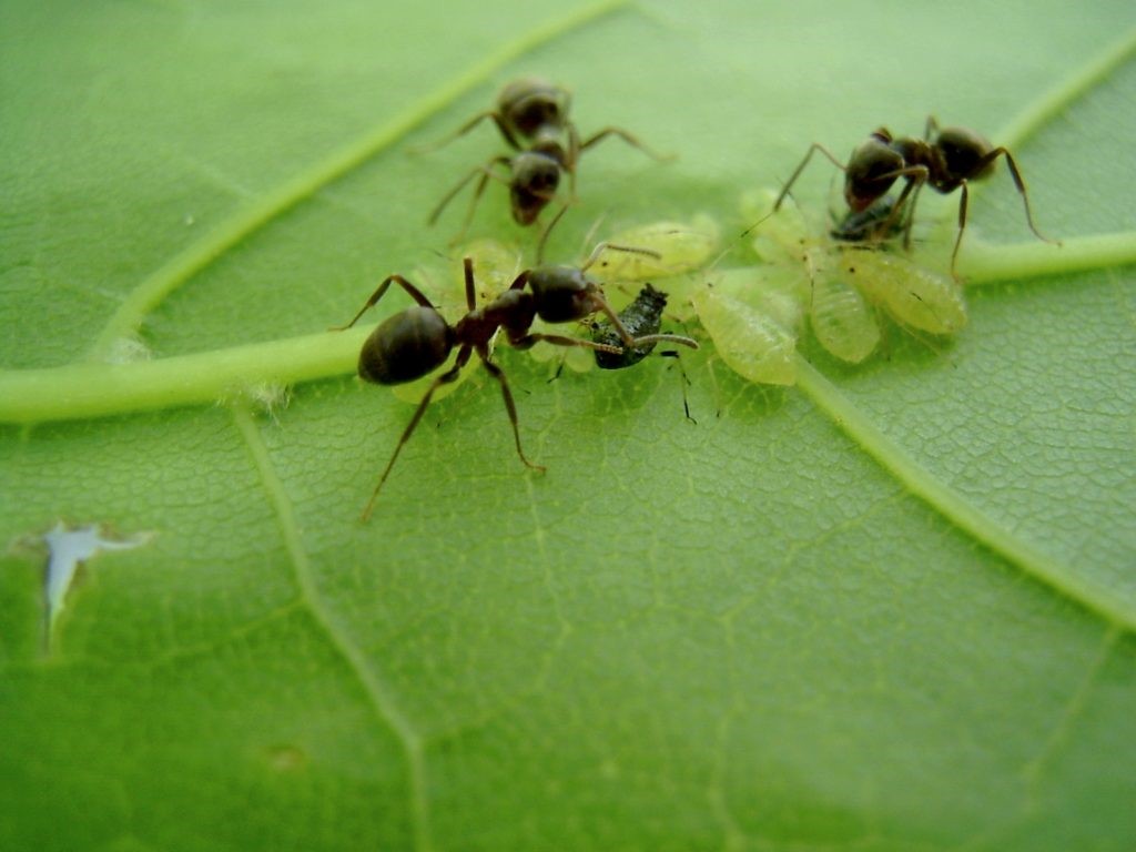 semut menyebar aphids