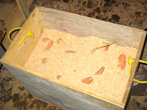 Lagring av melon i en låda med sågspån