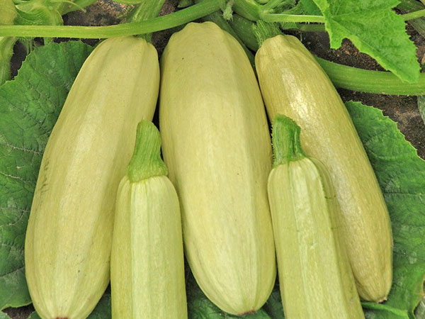 penyimpanan zucchini