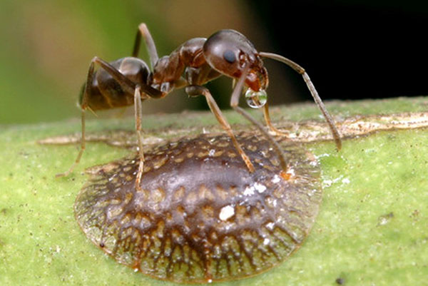 Štít a mravce