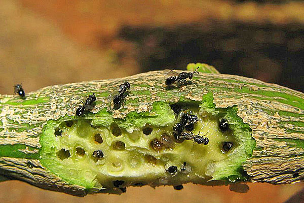 Formigas comeram o tronco de um limão