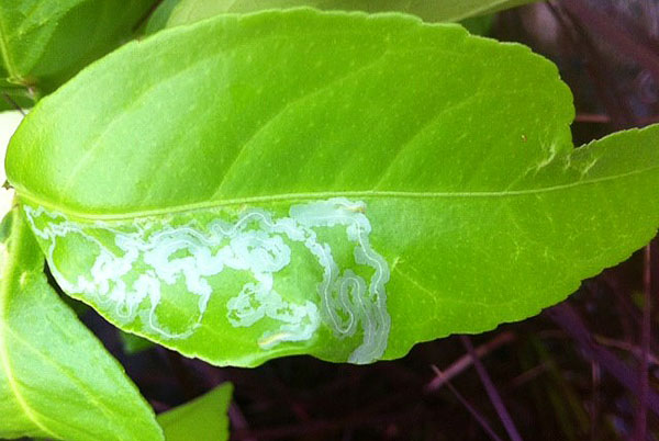 Poškodenie listov citrónov patogénnymi baktériami a škodlivými hubami