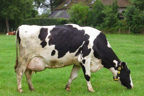 Koe med hemorragisk mastitt på beite