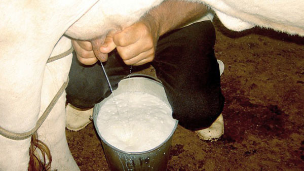 Før melk melkes, blir koder av en ku nødvendigvis vasket