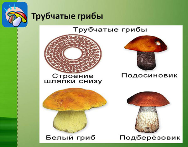 structuur van buisvormige paddenstoelen