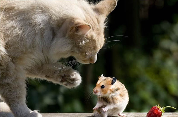 猫对老鼠
