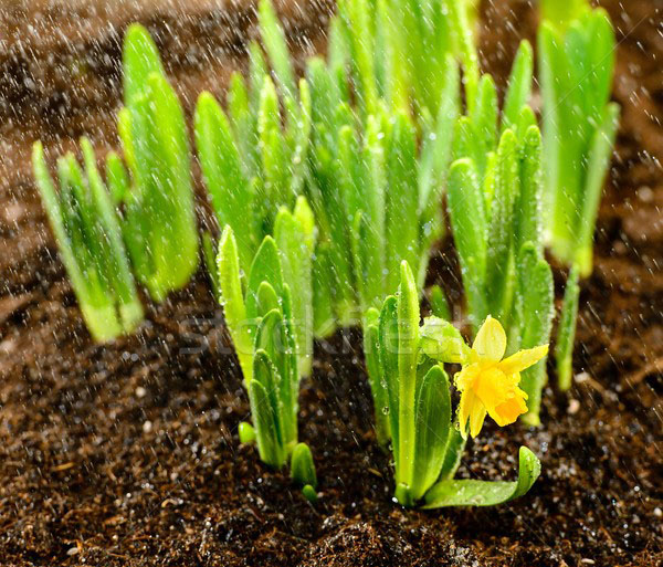 Narcissum reikalauja silpnai rūgštus dirvožemio