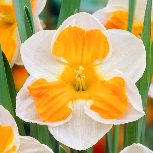 daffodils mekar dengan penjagaan yang betul