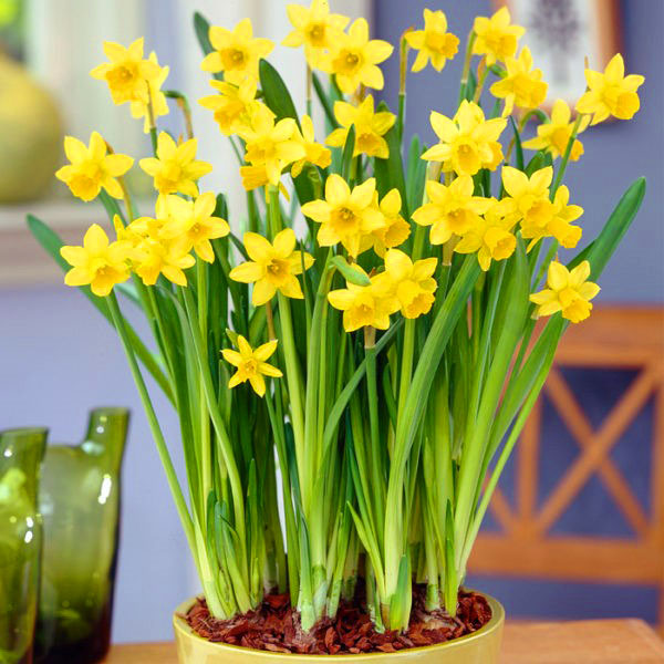 bunga daffodils dalam periuk