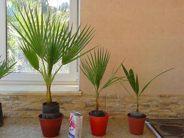 palmiye ağaçları için bir yer seçmek