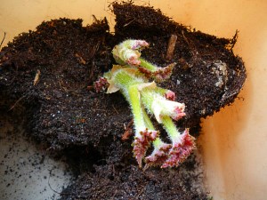 tuberous begonia med groddar
