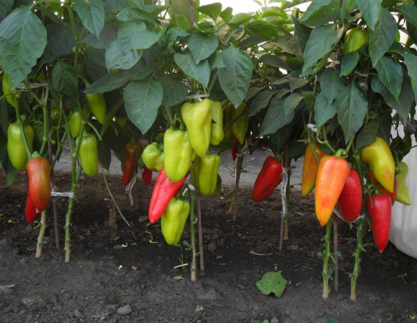 høsting av pepper bulgarsk