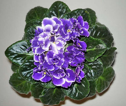 Florescendo violeta saudável