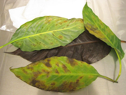На листовима биљних штеточина пронађено је