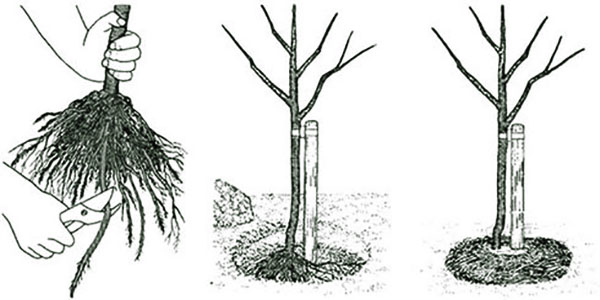 regler för plantering av plommon