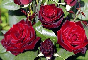 røde roser