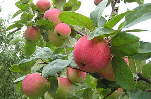 Surpreendentemente deliciosas maçãs em seu jardim