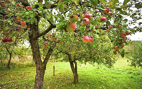Zonnig plot voor appelboomgaard