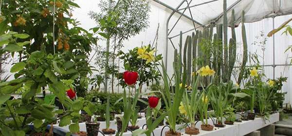 hidroponia para flores em crescimento