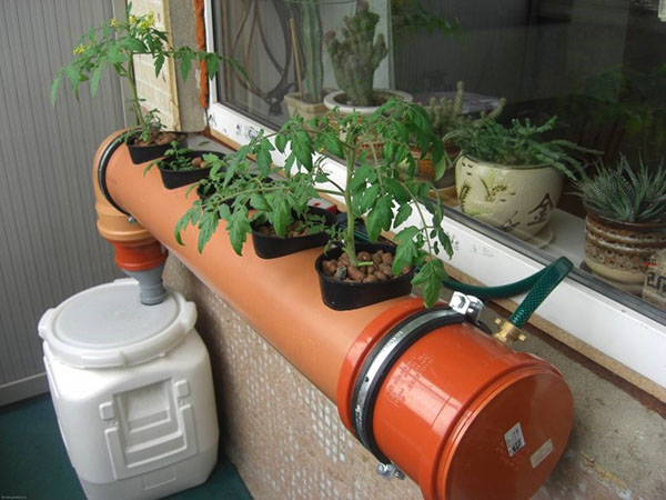 grönsaker på hydroponics