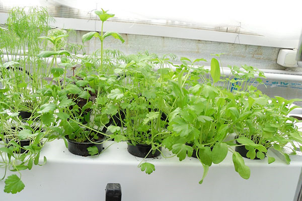 aromatiska örter på hydroponics