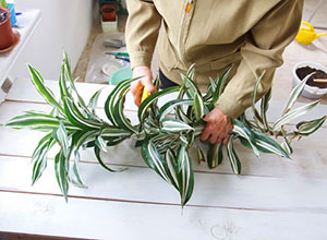 Rezaná časť dracaena sa používa na rozmnožovanie rastlín