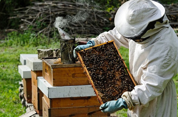 Arbetare av biodlare i apiary