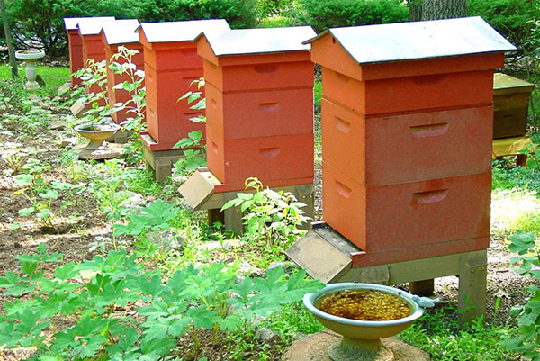 Bir arı kovanı inşa etmek