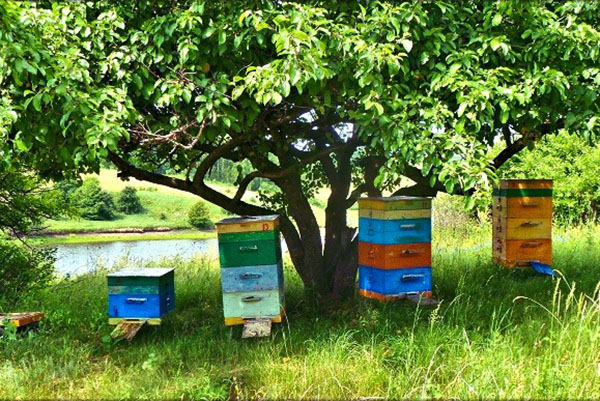 För framgångsrik utveckling av verksamheten är steget att välja plats för apiary viktigt