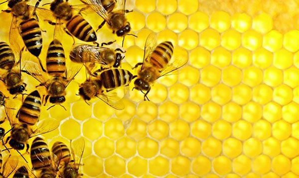 Lebah meletakkan madu