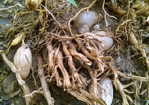 En av årsakene til aspargesutslipp er forfall av røtter