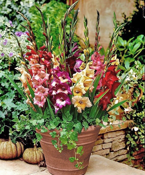 kvitnú gladiolus v goschke