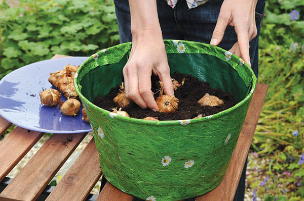 在一个锅里种植唐菖蒲