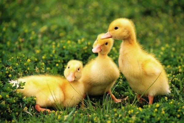 Ducklings på gräset