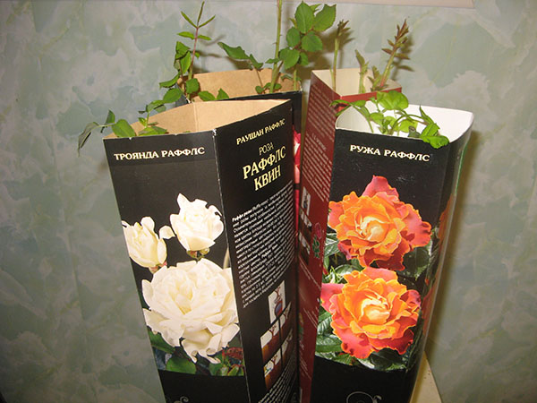 rosor från lådan måste plantas omedelbart