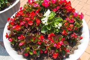 begonia dalam pot bunga