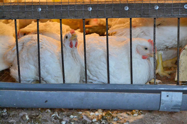 växande slaktkycklingar i burar