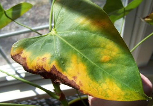 Frunzele bolnave sunt șterse cu o soluție de fungicid