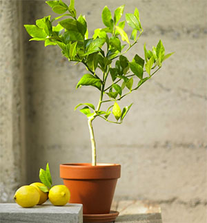 Hnojenie citrón doma