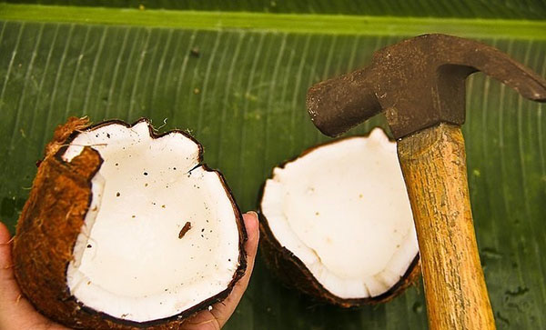 bryta en kokosnöt