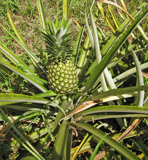Ananasul se coace pe plantație