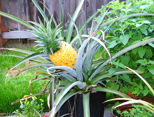 Hjemme blir ananas vokst fra en tuft