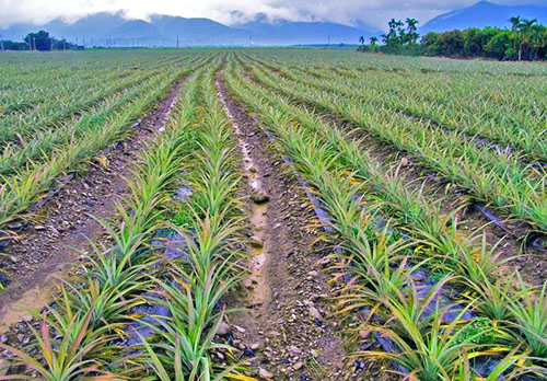 Na plantažama, ananas se uzgajaju iz korijena petiola