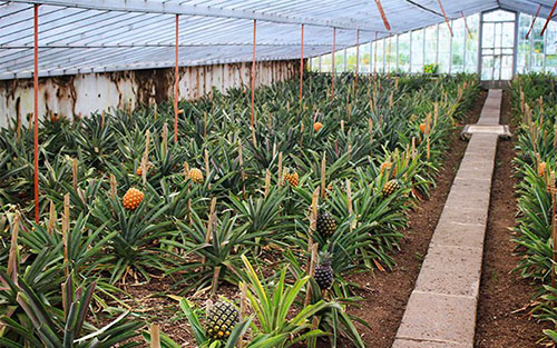 生长在温室里的菠萝