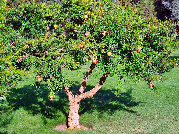 oude granaatappelboom